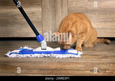 Süße rote Katze, die neugierig auf den Mopp für die Reinigung des Bodens ist. Stockfoto
