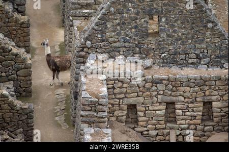 12/10/15. Lama in Machu picchu, Peru. Stockfoto