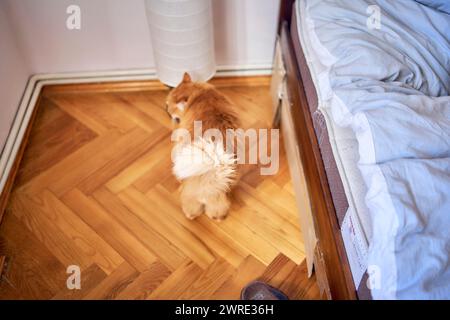 Eine flauschige rote Katze reibt an der Lampe am Bett Stockfoto