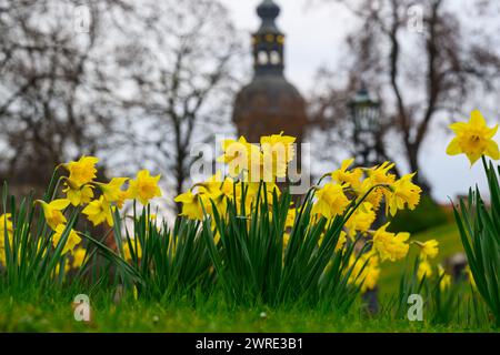 Dresden, Deutschland. März 2024. Narzissen, auch Narzissen genannt, blühen in der Altstadt am Zwingerteich vor dem Hausmannsturm. Quelle: Robert Michael/dpa/ZB/dpa/Alamy Live News Stockfoto