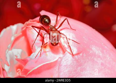 Rote Ameise auf rosa Blüte. Stockfoto