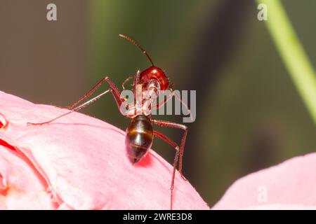 Rote Ameise auf rosa Blüte. Stockfoto