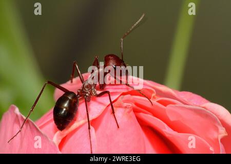 Rote Ameise auf rosa Blüte. Stockfoto