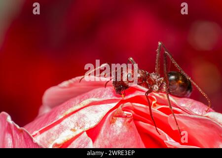 Rote Ameise auf rosa Blüte. Stockfoto