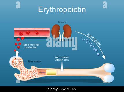 Erythropoetin. Knochenmarkstimulation zur Produktion roter Blutkörperchen. Glykoprotein-Zytokin, das von der Niere als Reaktion auf zelluläre Hypoxie sezerniert wird Stock Vektor