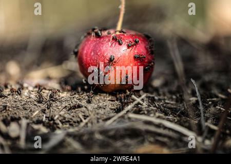 Eine Ameisenkolonie isst von einem gefallenen roten Apfel in einem Apfelgarten nach der Herbstfrucht-Ernte. Makrobild. Ameisen essen Äpfel. Stockfoto