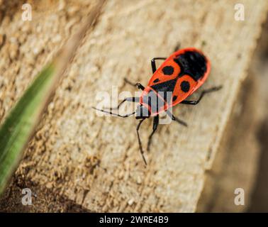 Europäischer Feuerwehkäfer Pyrrhocoris apterus. Rotes und schwarzes adultes Insektenmuster in Makrodetails. Hochwertige Fotos Stockfoto