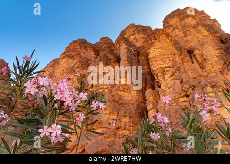 Landschaft des Essendilene Canyons in der Sahara, Algerien. Oleander wachsen am Fuße des Canyons, am Fuße der roten Sandsteinklippen Stockfoto