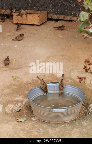 Spatzen trinken Wasser aus einem Metallbecken in einem Zoo. Vertikales Foto. Stockfoto