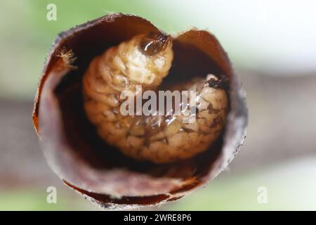 Birnenkäfer oder Birnenkäfer (Anthonomus piri). Eine Birnensäule, die Knospen zerstört. Larve in die Blütenknospe des Birnenbaums. Stockfoto