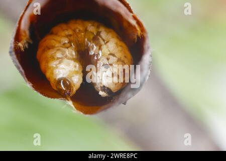 Birnenkäfer oder Birnenkäfer (Anthonomus piri). Eine Birnensäule, die Knospen zerstört. Larve in die Blütenknospe des Birnenbaums. Stockfoto