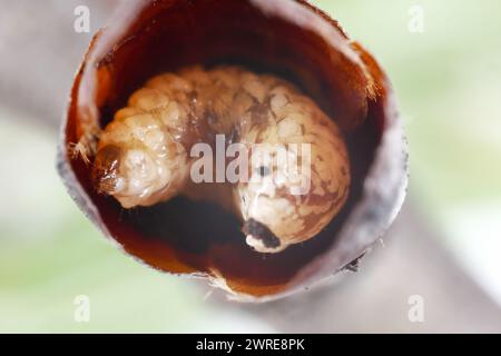 Birnenkäfer oder Birnenkäfer (Anthonomus piri). Eine Birnensäule, die Knospen zerstört. Larve in die Blütenknospe des Birnenbaums. Stockfoto