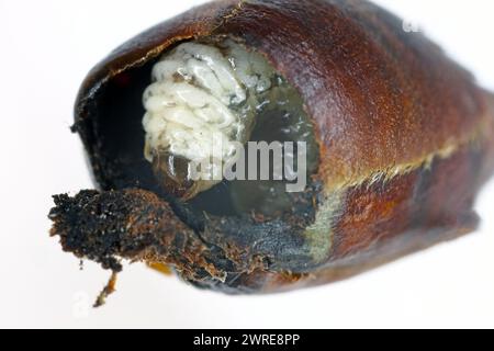 Birnenkäfer oder Birnenkäfer (Anthonomus piri). Eine Birnensäule, die Knospen zerstört. Larve in die Blütenknospe des Birnenbaums. Stockfoto