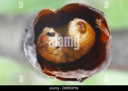 Birnenkäfer oder Birnenkäfer (Anthonomus piri). Eine Birnensäule, die Knospen zerstört. Larve in die Blütenknospe des Birnenbaums. Stockfoto