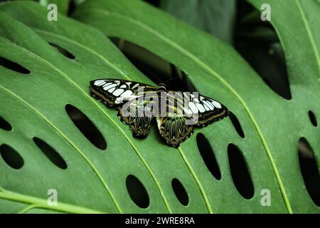 Eine sehr schöne Schmetterlingsart, die auf einem grünen Hintergrund während der Ruhezeit gefangen wird, die Art Parthenos Sylvia Stockfoto