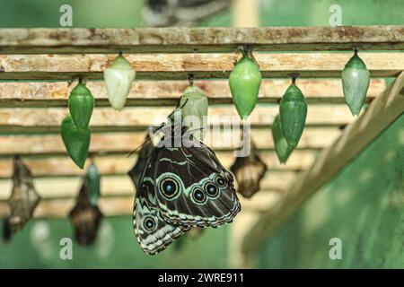 Das Bild mit der Überraschung der Schmetterlinge, wo sie ihre Puppen hatten und sie vor anderen Insekten schützten. Stockfoto