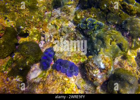 Viele blaue, türkisfarbene und braune bunte Tridacna-Muscheln und Seeigel auf dem Korallenriff unter Wasser tropische exotische Welt Stockfoto