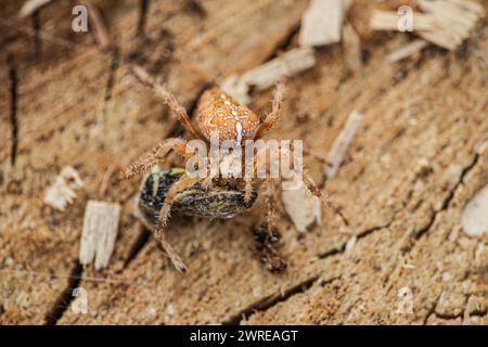 Eine sehr schöne Pfauenart mit attraktiven Farben auf einem hölzernen Hintergrund in der Natur, die Art wird araneus diadematus genannt. Hoher ph-Wert Stockfoto
