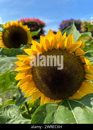 Eine Gruppe von leuchtenden gelben Sonnenblumen auf einem sonnendurchfluteten Feld Stockfoto