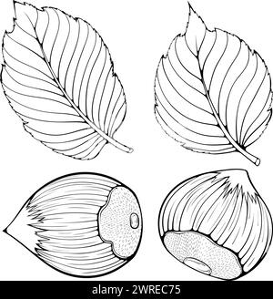 Set mit ganzen Haselnüssen und Blättern Linearkunst Stock Vektor