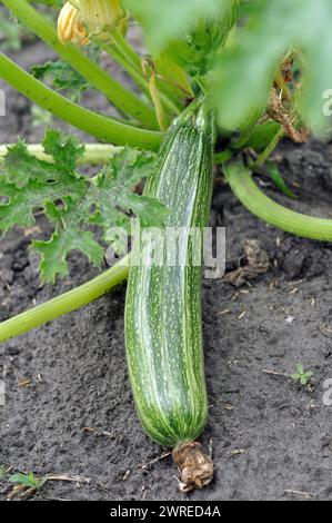 Nahaufnahme der wachsenden Zucchini im Gemüsegarten, vertikale Zusammensetzung Stockfoto