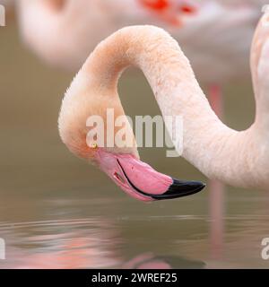 Das Portrait des Großflamingo (Phoenicopterus roseus) ist die am weitesten verbreitete und größte Art der Flamingo-Familie. Eine Gruppe von Brauten ruht in Wate Stockfoto