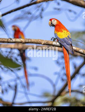 Ara macao (Ara macao) ist ein großer gelber, roter und blauer neotropischer Papagei, der in feuchten immergrünen Wäldern Amerikas beheimatet ist. Kombiniere dich im Regenwald. Wi Stockfoto