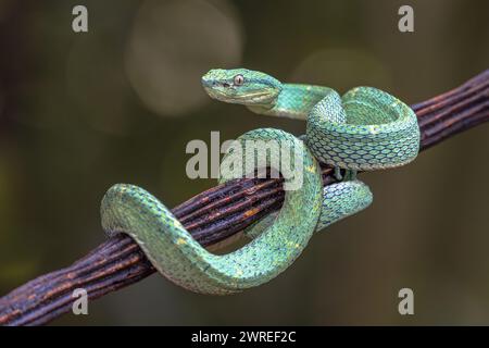 Side-Striped Palm Viper (Testudo lateralis) unverlierbaren aus Mittelamerika Stockfoto