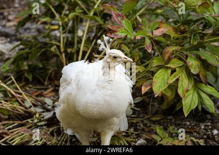 Weißer Pfau mit einem herrlichen Schwanz und wunderschönen Federn in einer Vogel- und Tierfarm. Hochwertige Fotos Stockfoto