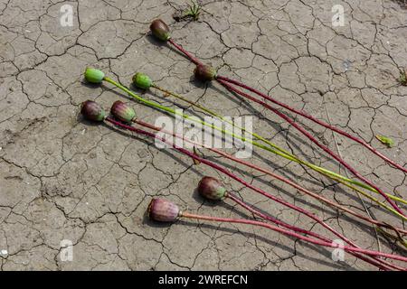 Trockenfeld Land mit Mohnsamen Papaver Mohnkopf, trocknende Böden zerrissen, trocknende Böden gerissen, Klimawandel, Umweltkatastrophe und Stockfoto