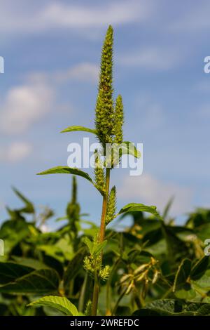 Grüner Amaranth Amaranthus hybridus in Blüte. Pflanze der Familie Amaranthaceae, die als invasives Unkraut wächst. Stockfoto