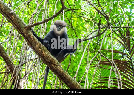 Affe (graue Sprache) sitzt auf einem Zweig im Dschungel, Sri Lanka. Stockfoto