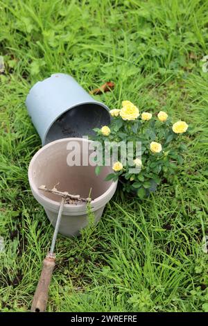 Gartengeräte auf dem Gras. Hintergrund mit Kopierraum. Gartenbaukonzept. Stockfoto