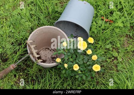 Gartengeräte auf dem Gras. Hintergrund mit Kopierraum. Gartenbaukonzept. Stockfoto