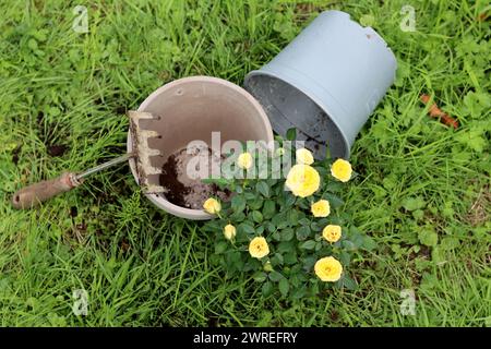 Gartengeräte auf dem Gras. Hintergrund mit Kopierraum. Gartenbaukonzept. Stockfoto