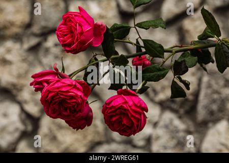 Bild einer rosa Rose, eine sehr schöne Pflanze. Ein Zweig voller rosa Rosenblüten. Hochwertige Fotos Stockfoto
