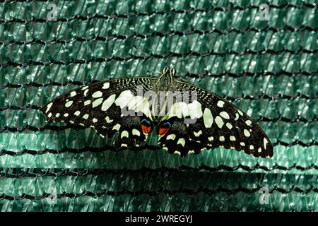 Eine sehr schöne Art von Insekten Papilio demoleus Schmetterling Makroaufnahme. Stockfoto