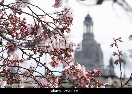 Dresden, Deutschland. März 2024. Eine blühende Zierkirsche vor dem Hintergrund der Frauenkirche. Quelle: Sebastian Kahnert/dpa/Alamy Live News Stockfoto