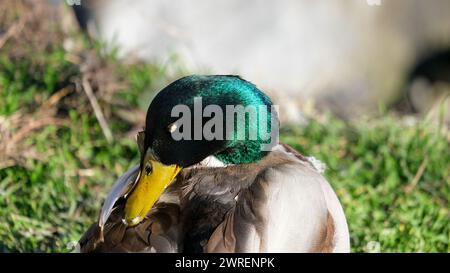 Nahaufnahme Stockenten-grüner Kopf mit verschwommenem Hintergrund. Porträtfotografie der Vogelente. Stockfoto