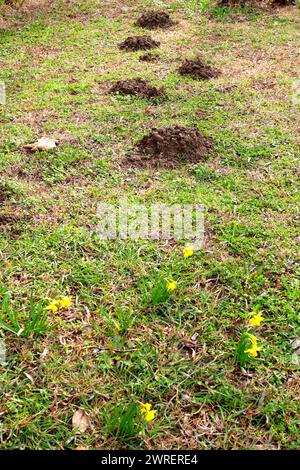 Maulwurf und Narzissen in einem Garten im frühen Frühjahr, Ungarn Stockfoto