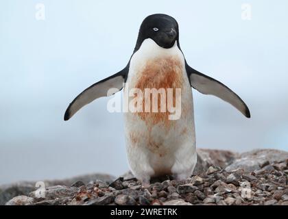Penguin Adélie (Pygoscelis adeliae), Yalour Island, Antarktische Halbinsel, Januar 2024 Stockfoto