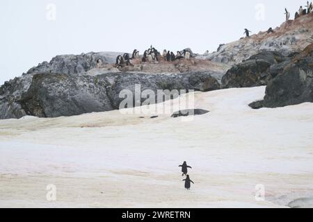 Penguin Adélie (Pygoscelis adeliae), Yalour Island, Antarktische Halbinsel, Januar 2024 Stockfoto
