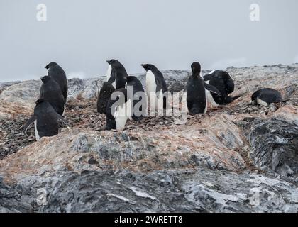 Penguin Adélie (Pygoscelis adeliae), Yalour Island, Antarktische Halbinsel, Januar 2024 Stockfoto