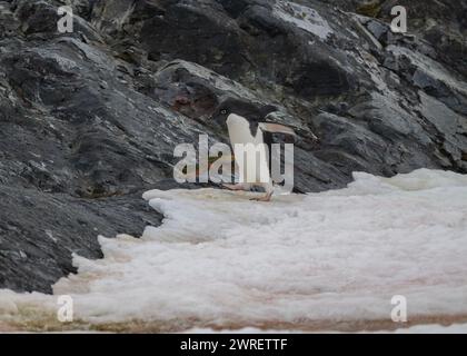 Penguin Adélie (Pygoscelis adeliae), Yalour Island, Antarktische Halbinsel, Januar 2024 Stockfoto