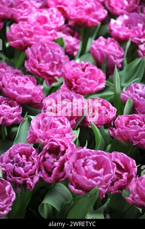 Rosa Pfingstrose blühende Doppel frühe Tulpen (Tulipa) Germa blühen im April in einem Garten Stockfoto
