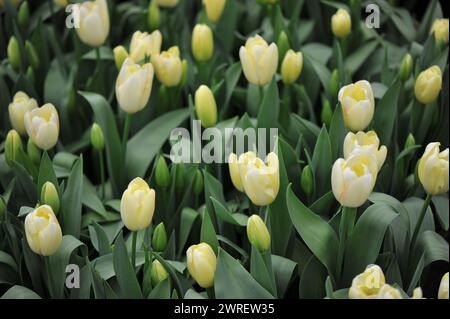 Blassgelbe Triumph Tulpen (Tulipa) Graceland blühen im April in einem Garten Stockfoto