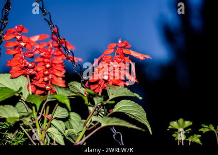 Salvia aus dem Garten. Scharlach - Salvia Splendens Vista Red blüht im Garten. Rote Salvia Splendens. Stockfoto