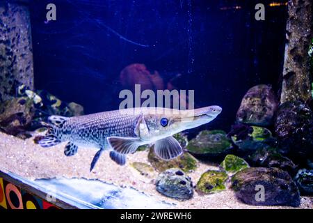 Alligator gar, Alligatorfisch (Atractosteus spatula) schwimmen im großen Aquarium. Aquarium Island Café, Bhimtal uttrakhand. Stockfoto