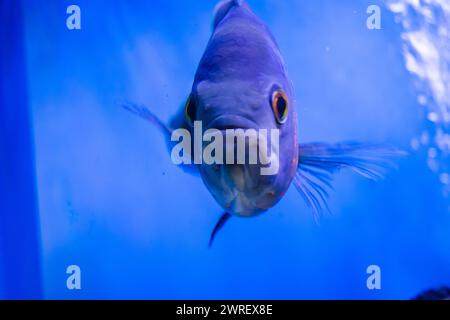 Oscar-Fische schwimmen im großen Aquarium. Aquarium Island Café, Bhimtal uttrakhand. Astronotus ocellatus. Blasenaugen. Der Südamerikanische „Wasserhund“. Stockfoto