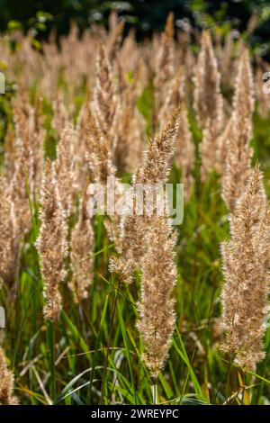 Blütenstände von Holzkleinrippen Calamagrostis epigejos auf einer Wiese. Stockfoto